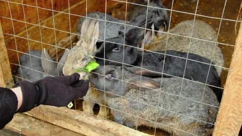 Rabbits take cabbage from the hands of a man Video stock 255706807