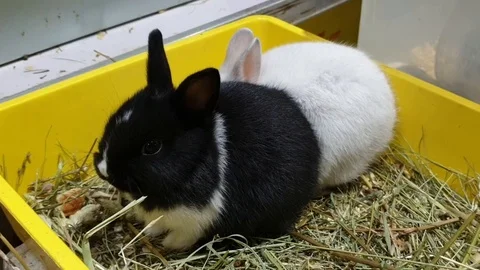 Rabbits in the tray Stock Footage 116965878