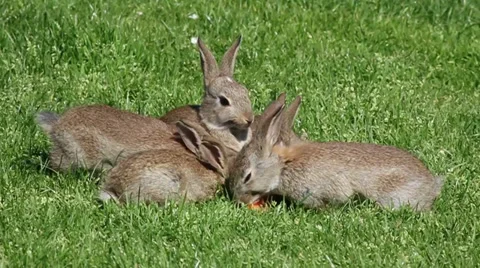 Rabbits at the water tower in mannheim Vídeos de archivo 36118048
