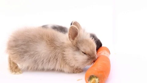 Rabbits on a white background, cute rabbits on a white background, rabbit Stock Footage 102268779