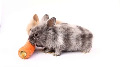 Rabbits on a white background, cute rabbits on a white background, rabbit Stock Footage 102268781