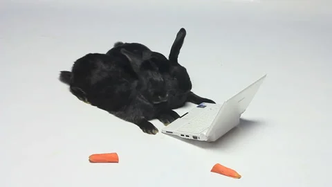 Rabbits on a white background looking laptop Stock Footage 86196553