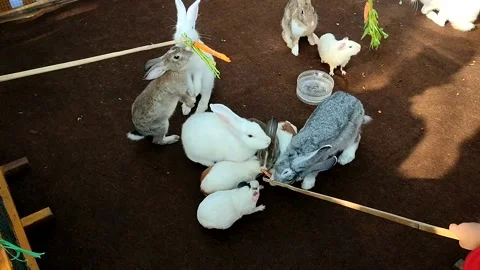 Rabbits white brown silver colorfull Stock Footage 237798634