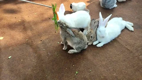Rabbits white brown silver colorfull Stock Footage 237798647
