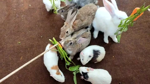 Rabbits white brown silver colorfull Stock Footage 237798747