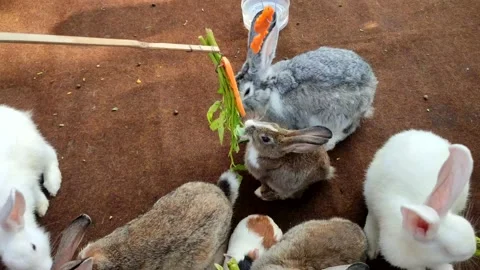 Rabbits white brown silver colorfull Stock Footage 237798754