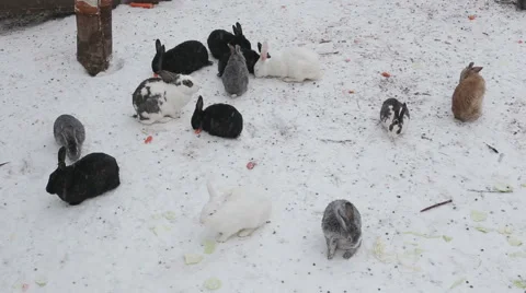 Rabbits in the winter Stock Footage 56611550