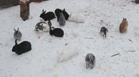 Rabbits in the winter Stock Footage 57943277