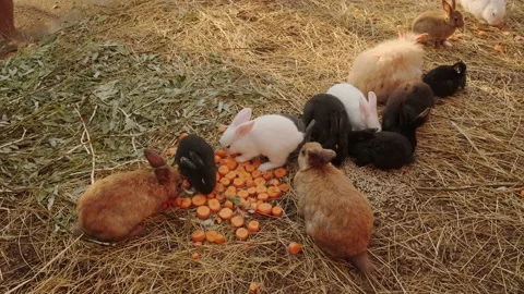 Rabbits in the zoo Video stock 160343779