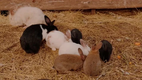 Rabbits in the zoo Video stock 160344332