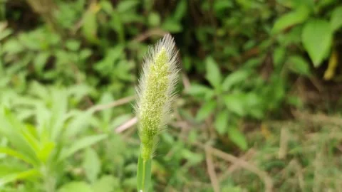 Rabbitsfoot grass Stock Footage 273866582