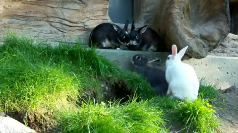 Rabbitt Stock Footage 511356