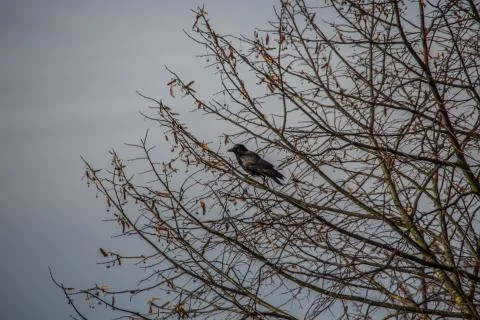 Rabenvogel auf Baum Stock Photos