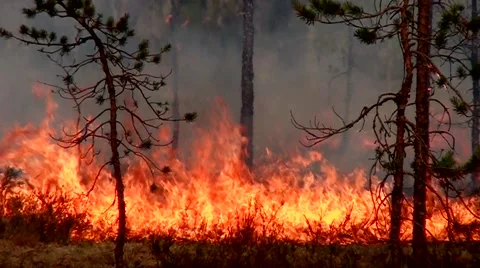 Rabid heavy Fire rapidly devours wild forest. Stock Footage 52116258
