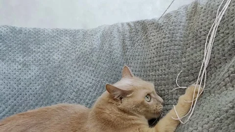 A rabid red cat plays with ropes on a fluffy blanket Stock Footage 242547989