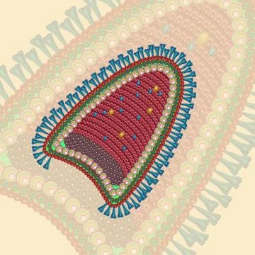 Rabies virus. Background. Eps 10. Stock Illustration