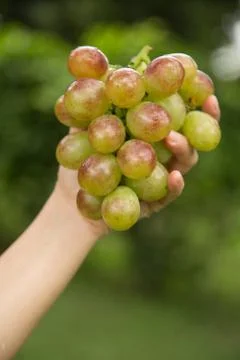 Rabigato grape Stock Photos