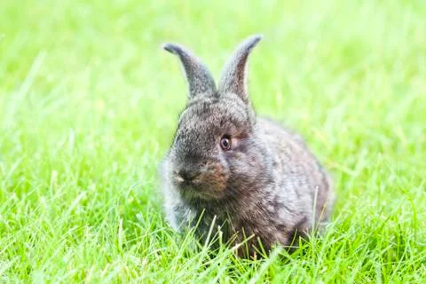 Rabit bunny in the grass Stock Photos
