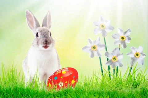 Rabit with eggs in the blanket in the field for Easter Foto stock