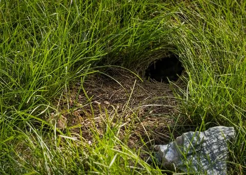 Rabit Hole 스톡 사진