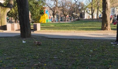 Rabit on a leash Stock Photos