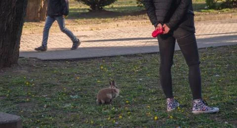 Rabit on a leash Stock Photos