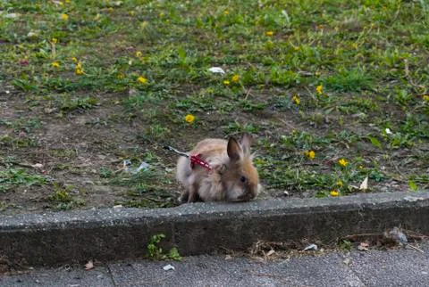 Rabit on a leash Stock Photos
