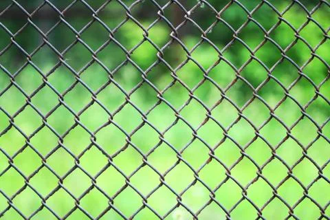 Rabitz on the background of green grass Stock Photos
