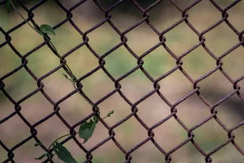 Rabitz netting texture background Stock Photos