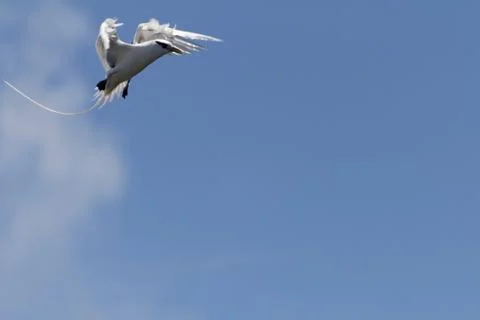 Rabo of the junco - bird Stock Photos