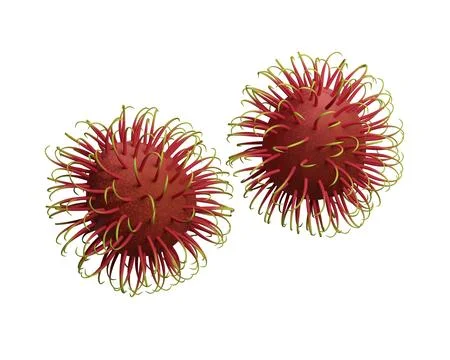 Rabutan, an exotic fruit on a white background Stock Illustration