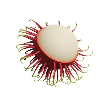Rabutan, hairy fruit. 3d rendering Stock Illustration