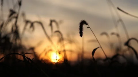 RAC Focus Close Up of a Wheat Field at Sunset  Video stock 92090684