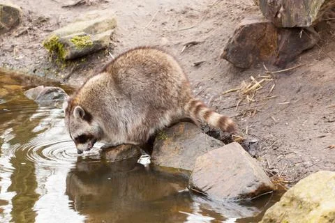 Raccon drinking Stock Photos
