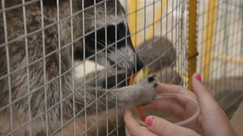 Raccon Eat Stock Footage 52436228