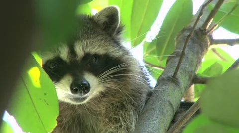 Raccoon 1 Stock Footage 11209698
