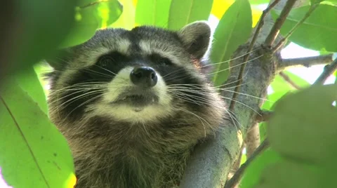 Raccoon 3 Stock-Footage 11209947