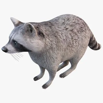 Raccoon 3D Model