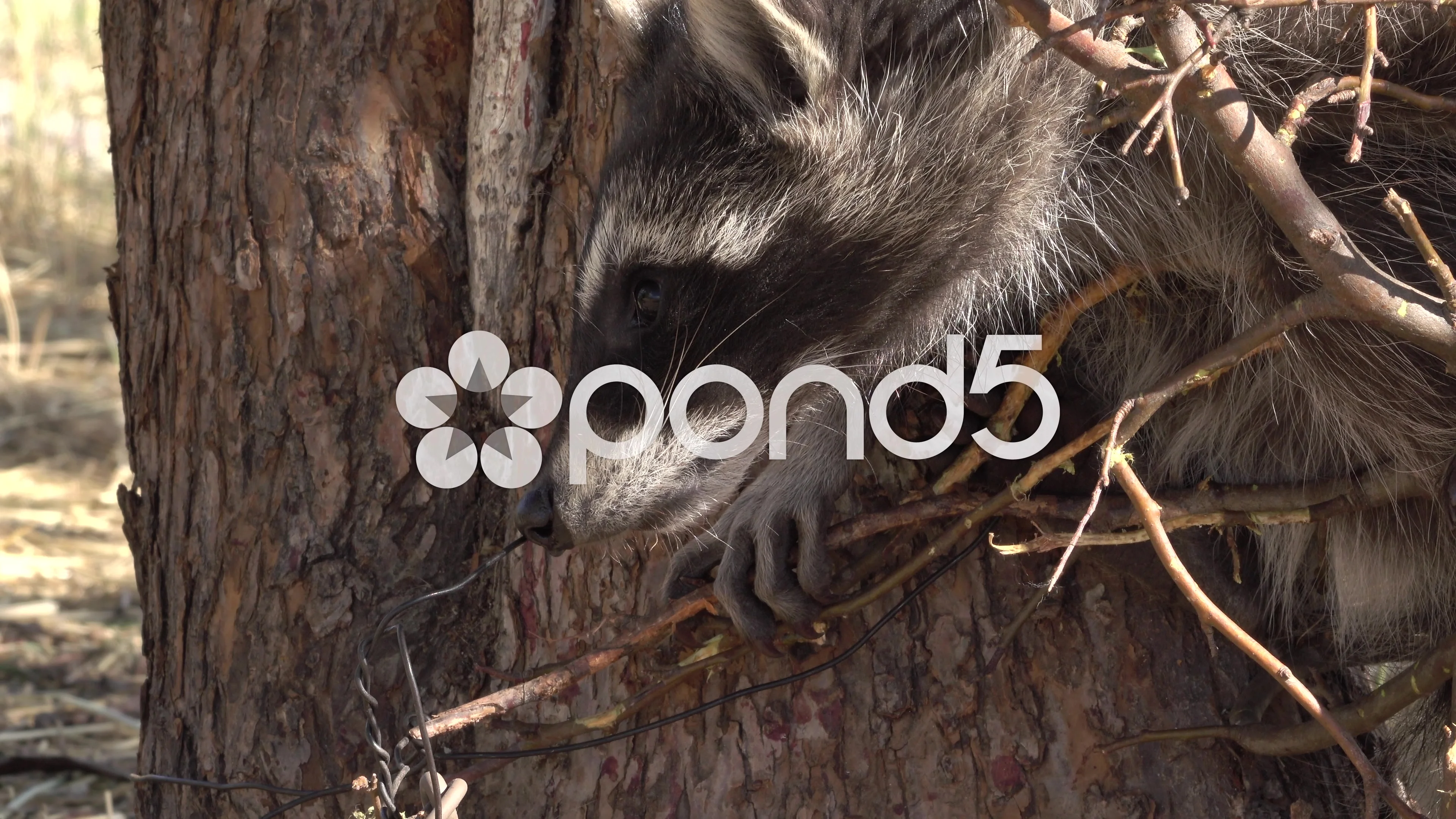 Raccoon animal wildlife caught in trap c... | Stock Video | Pond5