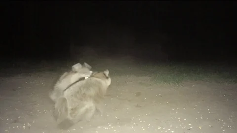 Raccoon Attack Stock Footage 88682406