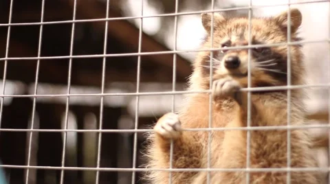 Raccoon in aviary Stock Footage 47056137