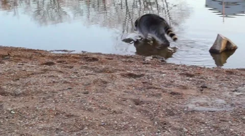Raccoon on Beach, Swimming Raccoon Stock Footage