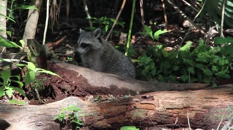 Raccoon Behind a Tree Log Video stock 49969085