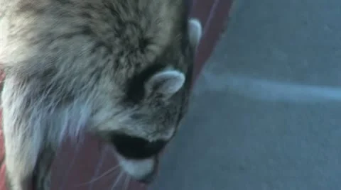 Raccoon on the brick wall 스톡 동영상 10810024