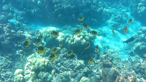 Raccoon butterflyfish Stock Footage 327675784