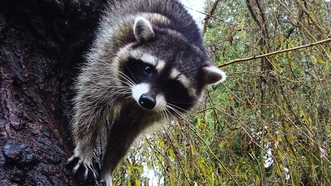 Raccoon Climbing Down from Tree 動画素材 143987323