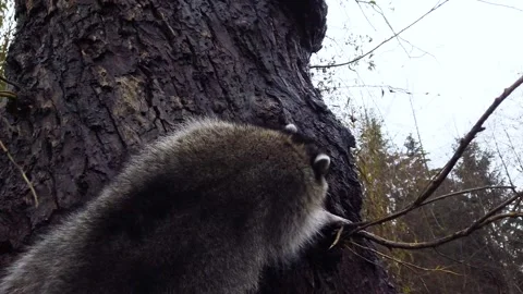 Raccoon Climbing Up on Tree 動画素材 143987342