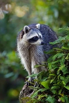 A Raccoon climbs an oak tree at Greynolds Park in North Miami Beach, Florida Stock Photos