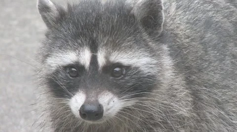 Raccoon Close Up Stock Footage 1102704