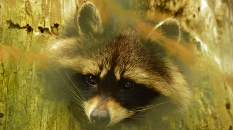 Raccoon close up Stock Footage